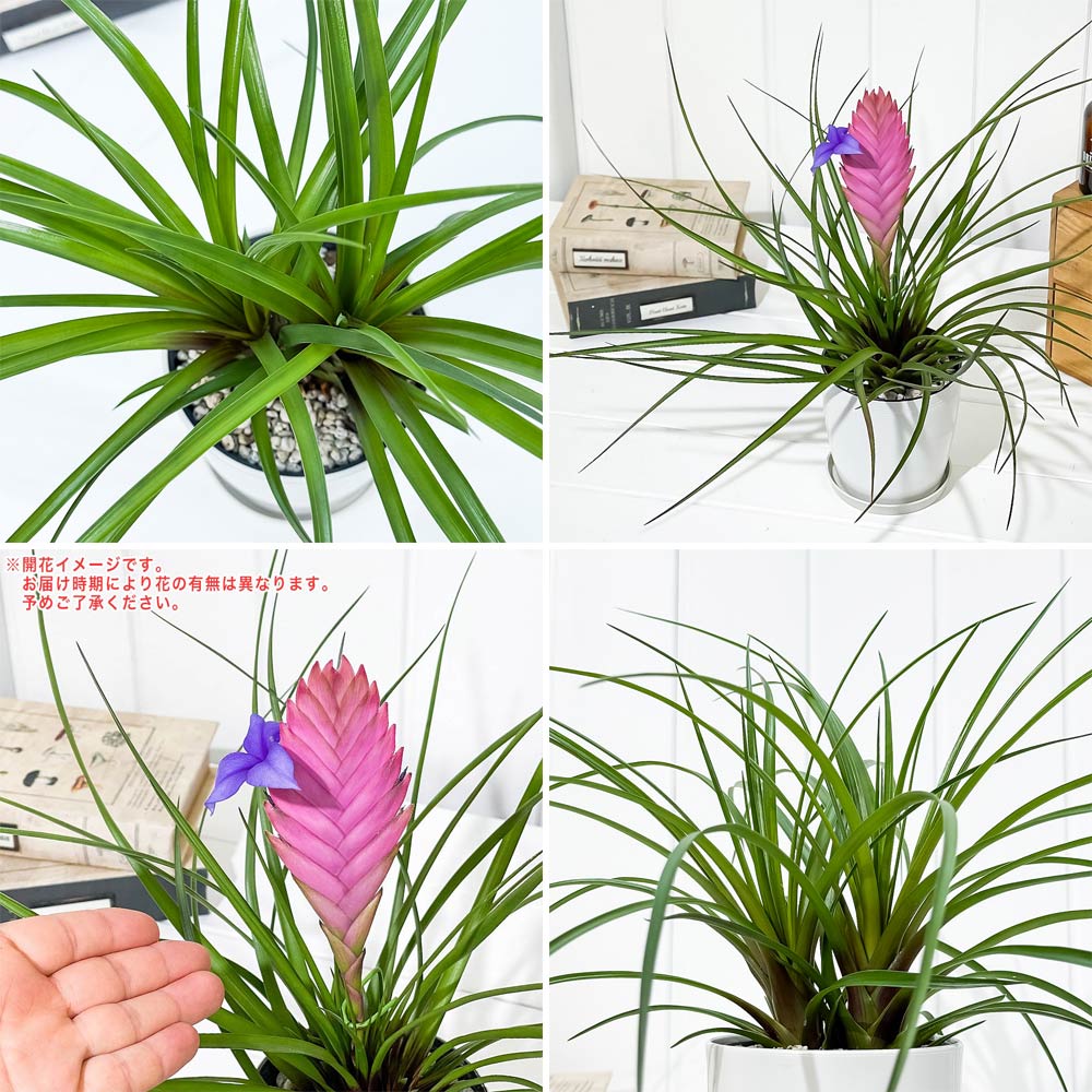 PLANCHU 観葉植物 ワリシア キアネア 4号鉢 受け皿付き 育て方説明書付き Wallisia cyanea ハナアナナス ブロメリア ティランジア
