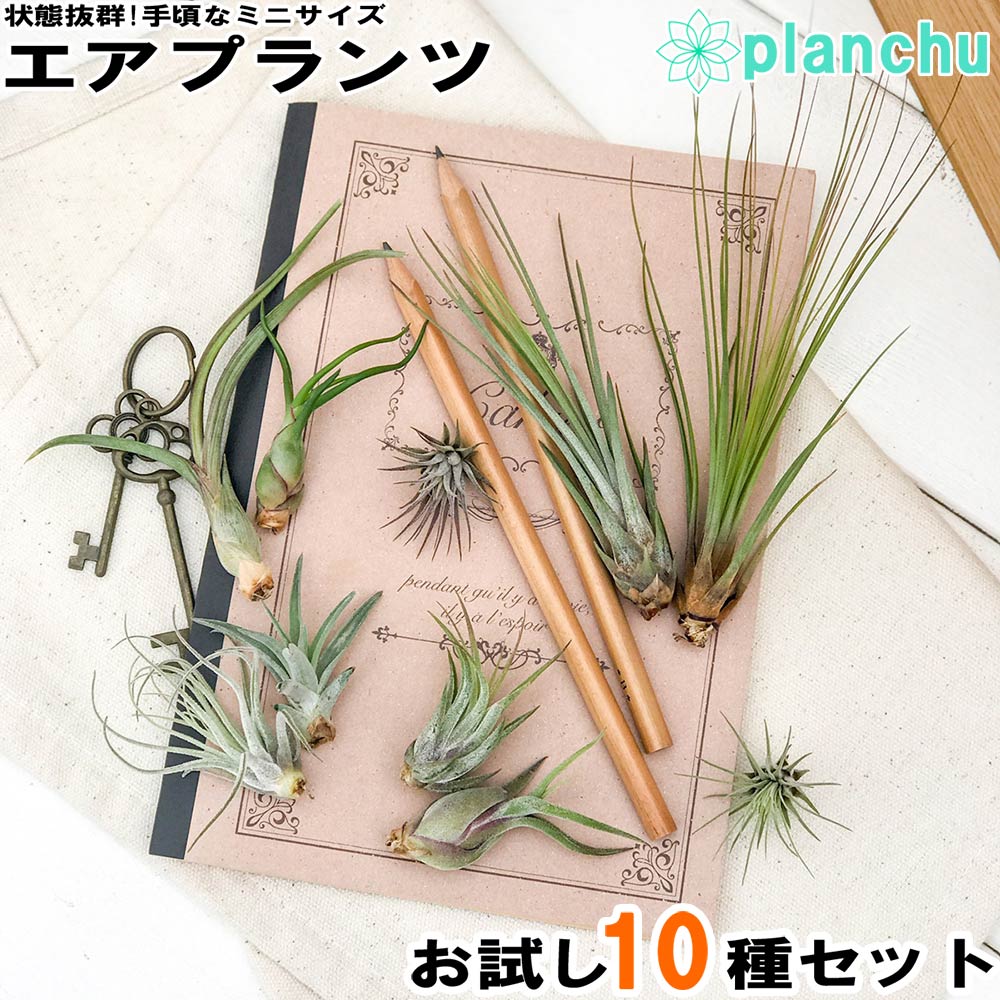 PLANCHU メール便発送 エアプランツ ティランジア お試し10種セット 育て方説明書付き 初心者向き エアープランツ チランジア Tillandsia