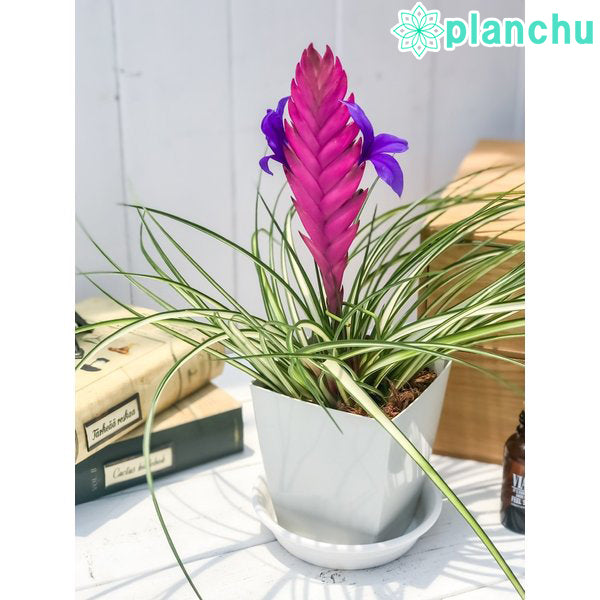 PLANCHU 観葉植物 ワリシア キアネア 斑入り 4号鉢 受け皿付き 1株 育て方説明書付き Wallisia cyanea ‘Variegata’ バリエガータ ブロメリア ティランジア
