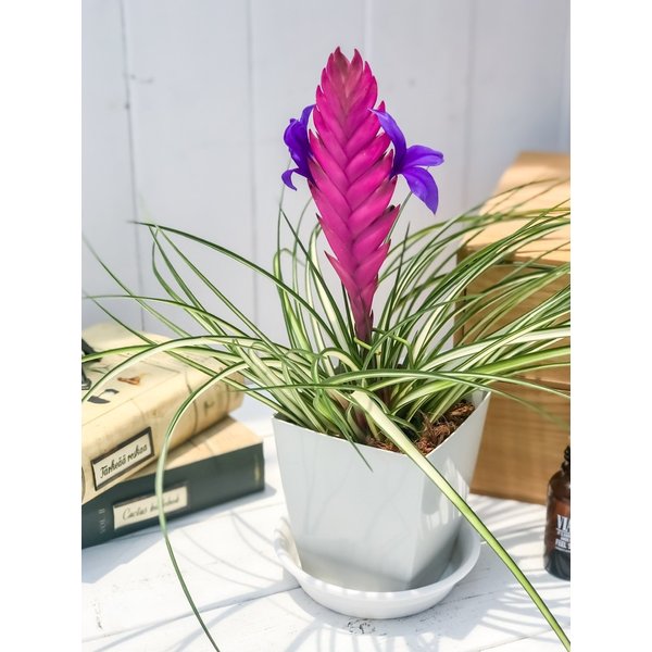 PLANCHU 観葉植物 ワリシア キアネア 斑入り 4号鉢 受け皿付き 1株 育て方説明書付き Wallisia cyanea ‘Variegata’ ハナアナナス ブロメリア ティランジア チランジア