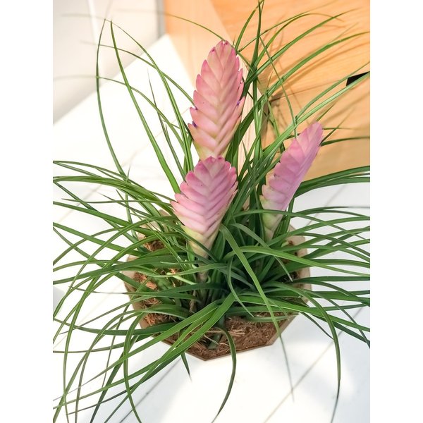 PLANCHU 観葉植物 ワリシア キアネア 5号鉢 受け皿付き 育て方説明書付き Wallisia cyanea ブロメリア ティランジア