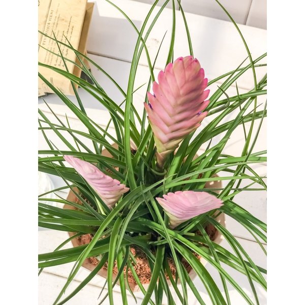 PLANCHU 観葉植物 ワリシア キアネア 5号鉢 受け皿付き 育て方説明書付き Wallisia cyanea ブロメリア ティランジア