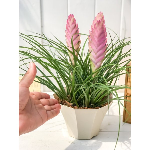 PLANCHU 観葉植物 ワリシア キアネア 5号鉢 受け皿付き 育て方説明書付き Wallisia cyanea ブロメリア ティランジア