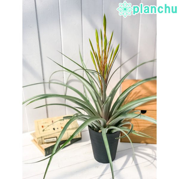 PLANCHU 観葉植物 ティランジア セントレア スカイリーフ 4.5号鉢 育て方説明書付き Tillandsia ‘Centrair sky-leaf’ エアプランツ エアープランツ