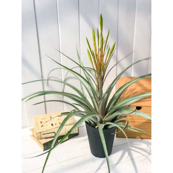 PLANCHU 観葉植物 ティランジア セントレア スカイリーフ 4.5号鉢 育て方説明書付き Tillandsia ‘Centrair sky-leaf’ エアプランツ エアープランツ