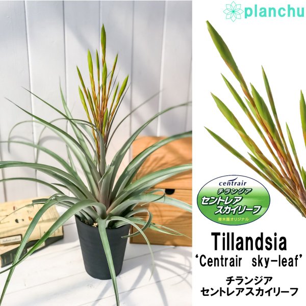 PLANCHU 観葉植物 ティランジア セントレア スカイリーフ 4.5号鉢 育て方説明書付き Tillandsia ‘Centrair sky-leaf’ エアプランツ エアープランツ