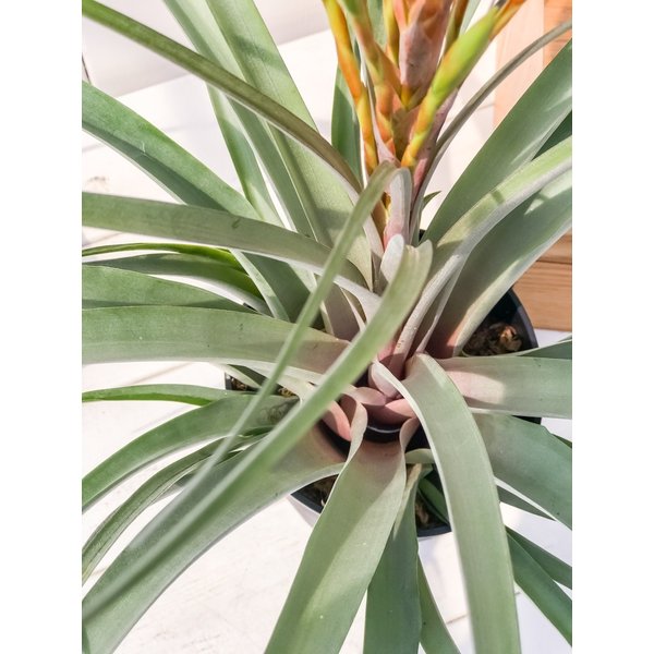 PLANCHU 観葉植物 ティランジア セントレア スカイリーフ 4.5号鉢 育て方説明書付き Tillandsia ‘Centrair sky-leaf’ エアプランツ エアープランツ