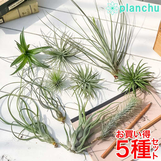 PLANCHU エアプランツ ティランジア Mサイズ 5種セット 育て方説明書付き Tillandsia エアープランツ チランジア 初心者セット