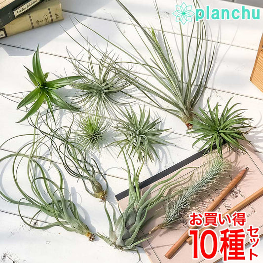 PLANCHU エアプランツ ティランジア Mサイズ 10種セット 育て方説明書付き Tillandsia エアープランツ チランジア 初心者セット