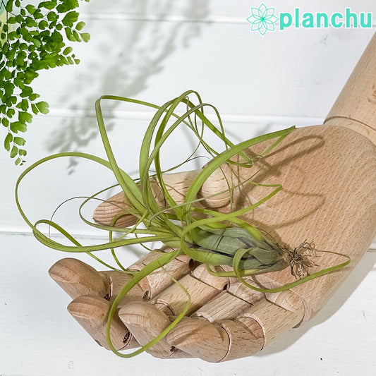 PLANCHU エアプランツ ティランジア バルビシアーナ Mサイズ 1株 育て方説明書付き Tillandsia balbisiana エアープランツ チランジア