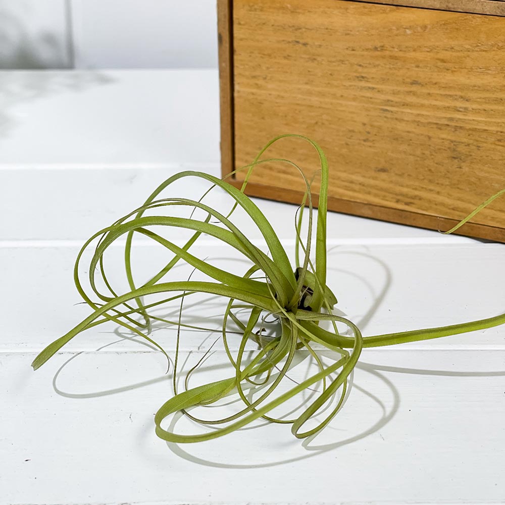 PLANCHU エアプランツ ティランジア バルビシアーナ Mサイズ 1株 育て方説明書付き Tillandsia balbisiana エアープランツ チランジア