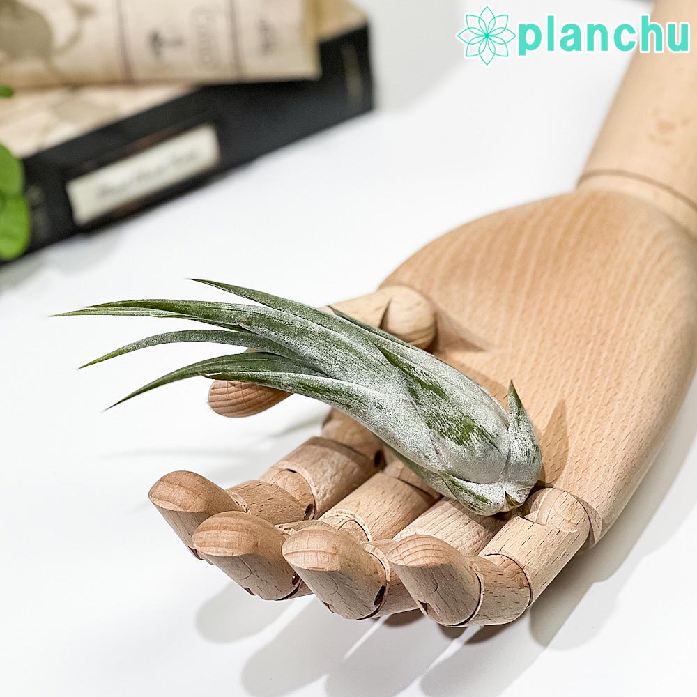 PLANCHU エアプランツ ティランジア パウキフォリア Mサイズ 1株 W3×H10cm前後 育て方説明書付き Tillandsia paucifolia パウシフォリア エアープランツ チランジア