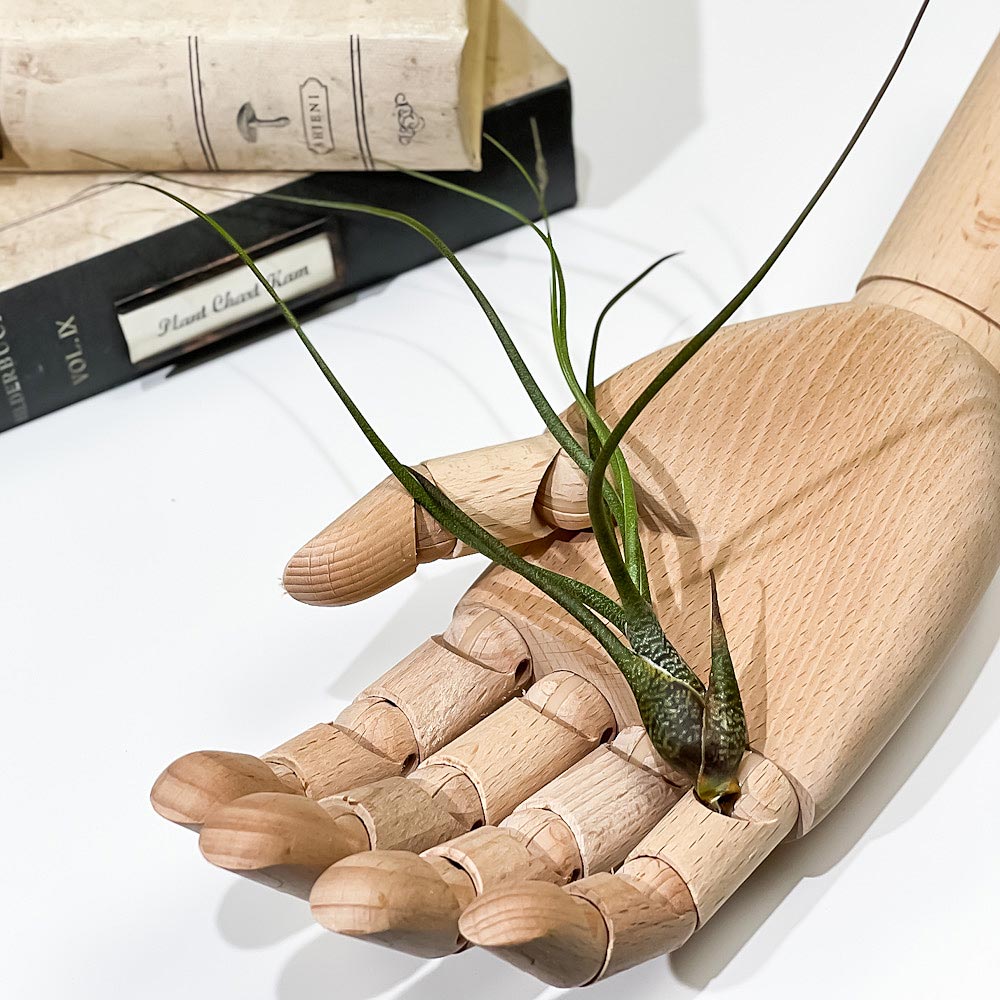PLANCHU エアプランツ ティランジア ブッツィ Mサイズ 1株 W6×H20cm前後 育て方説明書付き Tillandsia butzii エアープランツ チランジア ブッチー