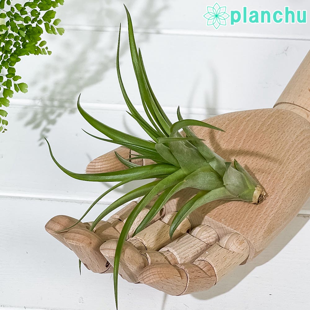 PLANCHU エアプランツ ティランジア カピタータ Mサイズ 1株 育て方説明書付き Tillandsia capitata エアープランツ チランジア