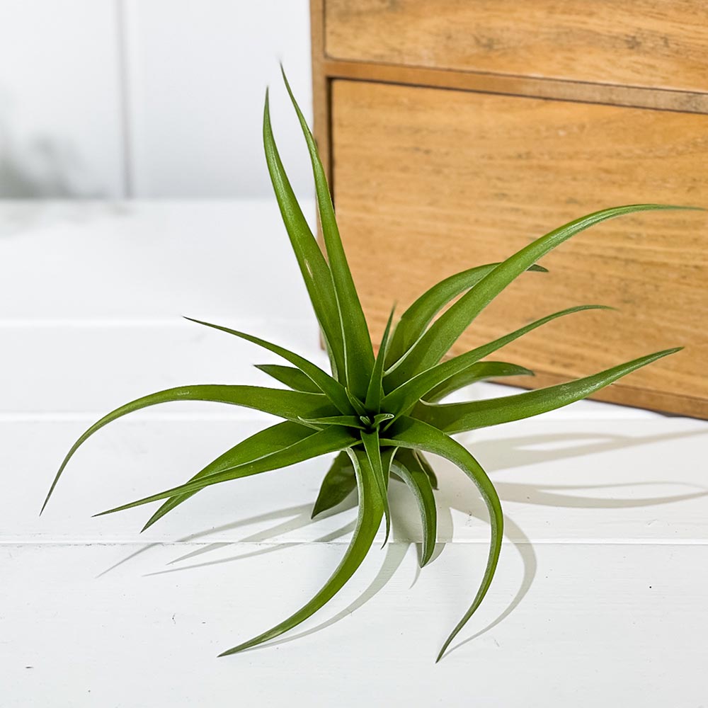 PLANCHU エアプランツ ティランジア カピタータ Mサイズ 1株 育て方説明書付き Tillandsia capitata エアープランツ チランジア