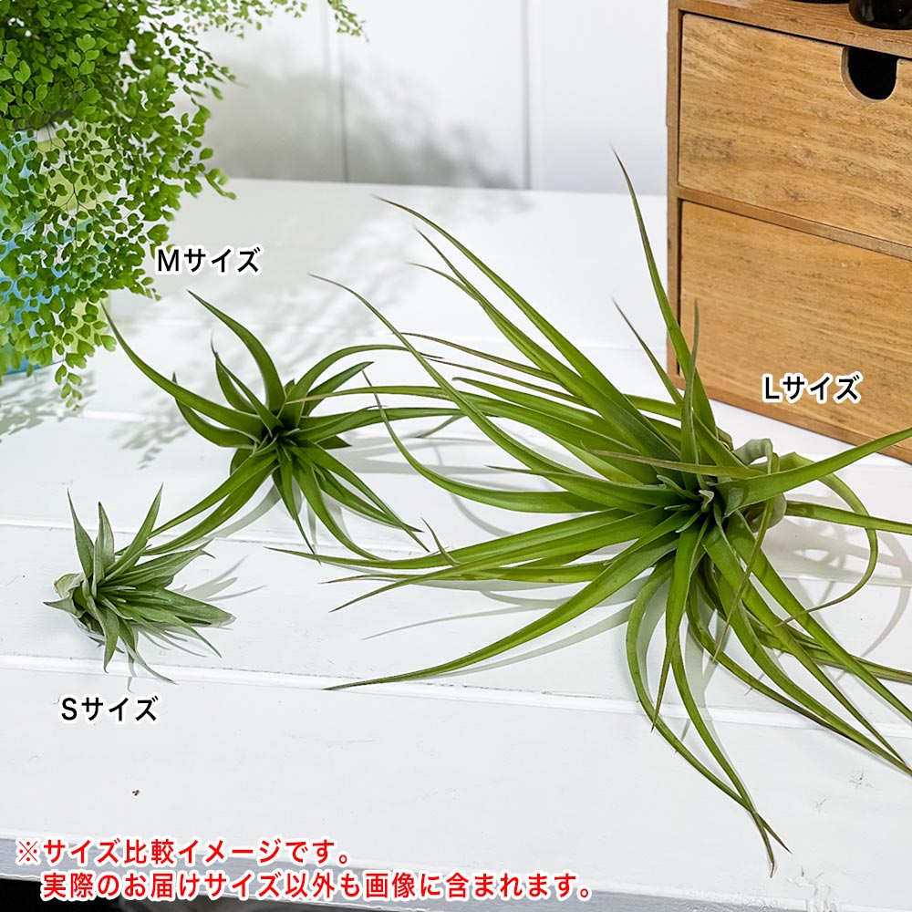 PLANCHU エアプランツ ティランジア カピタータ Mサイズ 1株 育て方説明書付き Tillandsia capitata エアープランツ チランジア