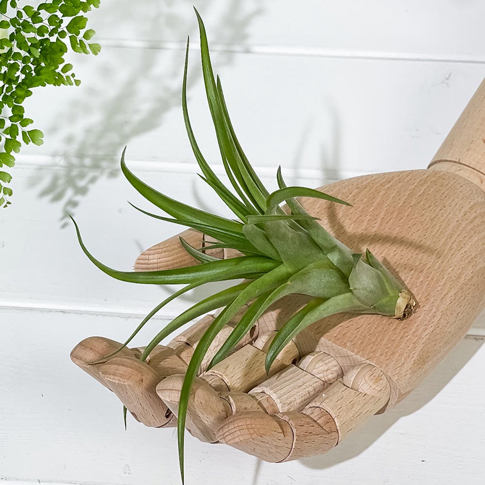 PLANCHU エアプランツ ティランジア カピタータ Mサイズ 1株 W10×H7cm前後 育て方説明書付き Tillandsia capitata エアープランツ チランジア