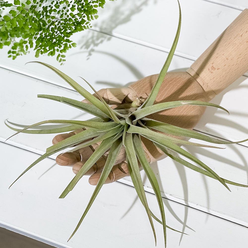 PLANCHU エアプランツ ティランジア カピタータ ピーチ Lサイズ 1株 育て方説明書付き Tillandsia capitata ‘Peach’ エアープランツ チランジア