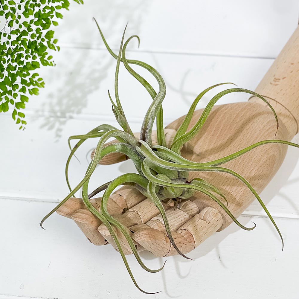 PLANCHU エアプランツ ティランジア カプトメデューサエ Lサイズ 1株 育て方説明書付き Tillandsia caput-medusae カプトメドゥーサエ エアープランツ チランジア