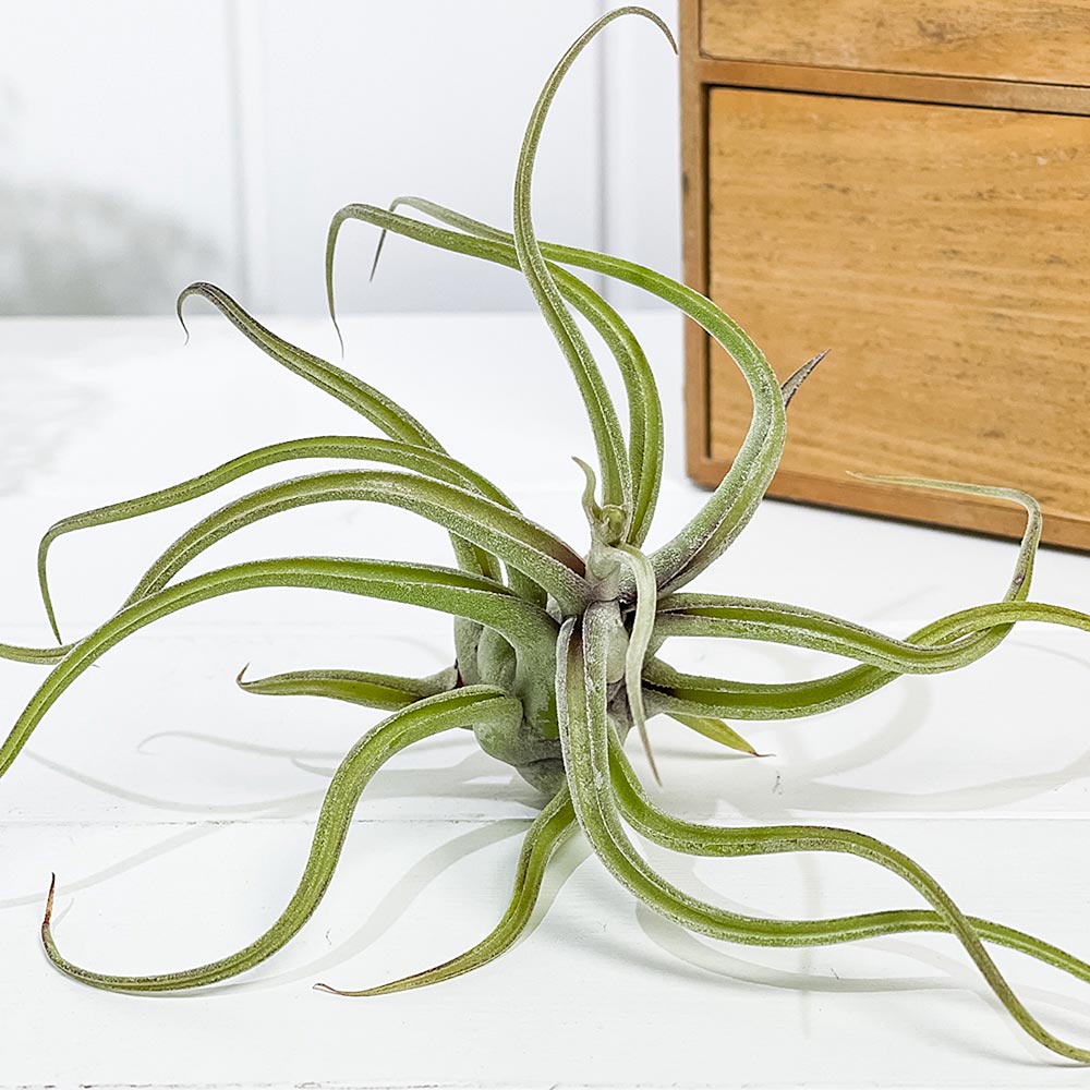 PLANCHU エアプランツ ティランジア カプトメデューサエ Lサイズ 1株 育て方説明書付き Tillandsia caput-medusae カプトメドゥーサエ エアープランツ チランジア