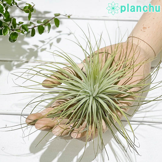 PLANCHU エアプランツ ティランジア マグヌシアナ Lサイズ 1株 W20×H10cm前後 育て方説明書付き Tillandsia magnusiana マグヌシアーナ エアープランツ チランジア