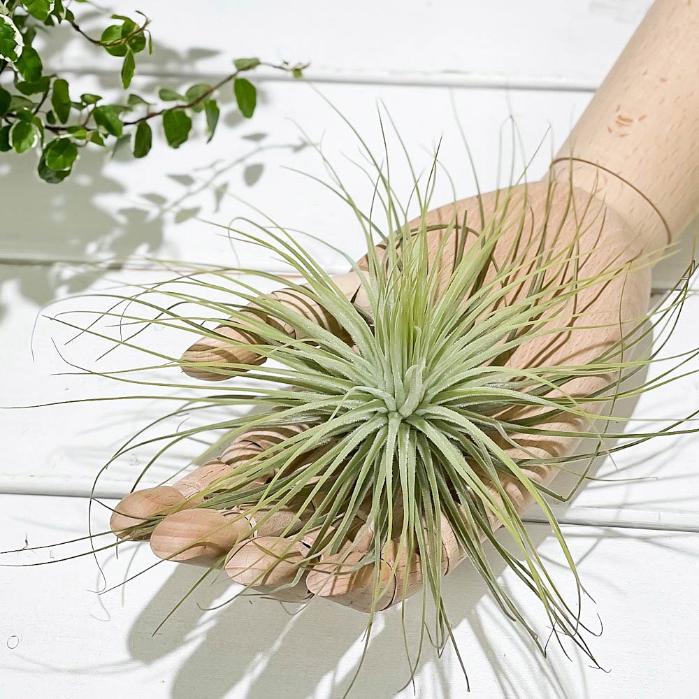 PLANCHU エアプランツ ティランジア マグヌシアナ Lサイズ 1株 育て方説明書付き Tillandsia magnusiana マグヌシアーナ エアープランツ チランジア