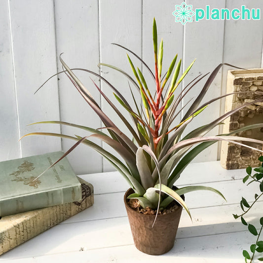 PLANCHU 観葉植物 ティランジア セントレア スカイリーフ 4号鉢 育て方説明書付き Tillandsia ‘Centrair sky-leaf’ エアプランツ エアープランツ