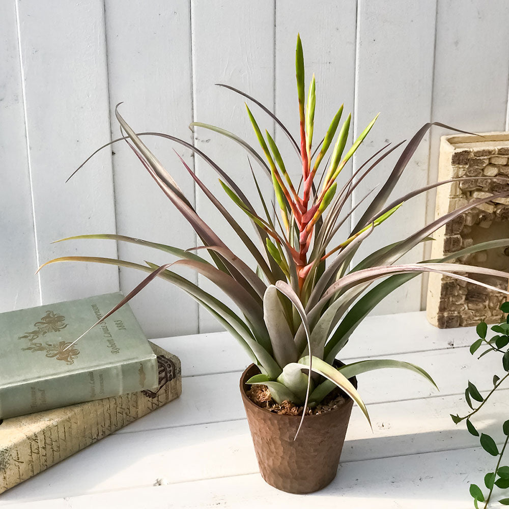 PLANCHU 観葉植物 ティランジア セントレア スカイリーフ 4号鉢 育て方説明書付き Tillandsia ‘Centrair sky-leaf’ エアプランツ エアープランツ