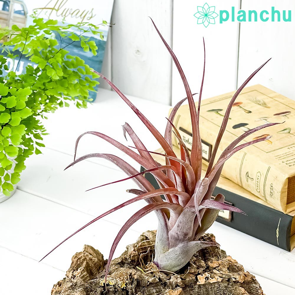 PLANCHU エアプランツ ティランジア ラブノット 1株 W20×H20cm前後 育て方説明書付き Tillandsia ‘Love Knot’ エアープランツ チランジア