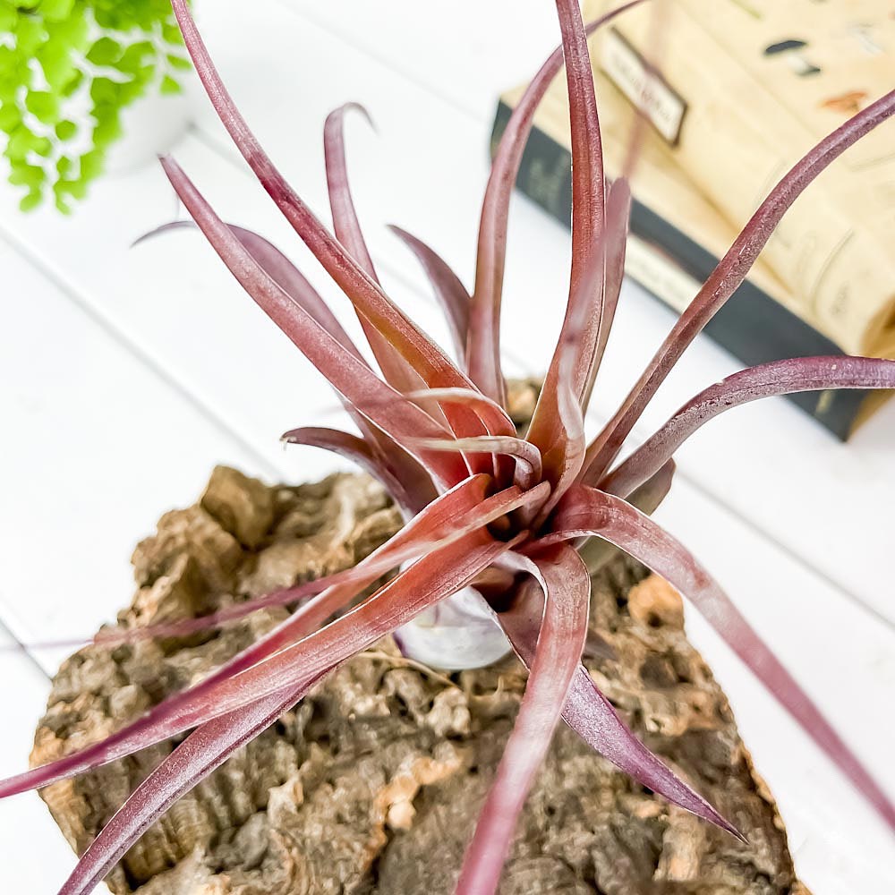 PLANCHU エアプランツ ティランジア ラブノット 1株 育て方説明書付き Tillandsia ‘Love Knot’ エアープランツ チランジア