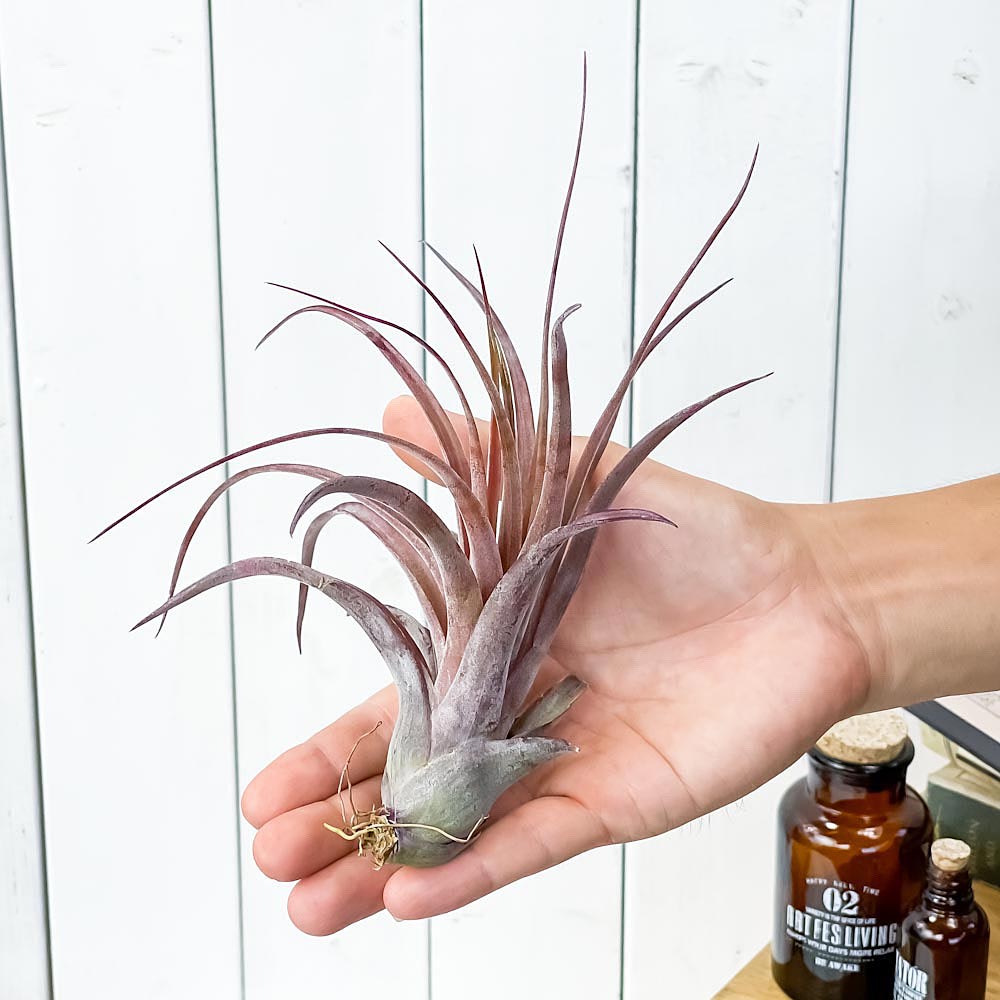 PLANCHU エアプランツ ティランジア ラブノット 1株 育て方説明書付き Tillandsia ‘Love Knot’ エアープランツ チランジア