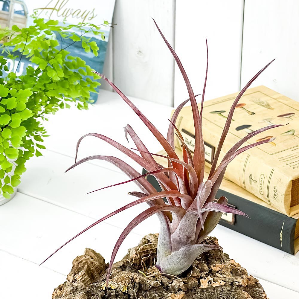 PLANCHU エアプランツ ティランジア ラブノット 1株 W20×H20cm前後 育て方説明書付き Tillandsia ‘Love Knot’ エアープランツ チランジア