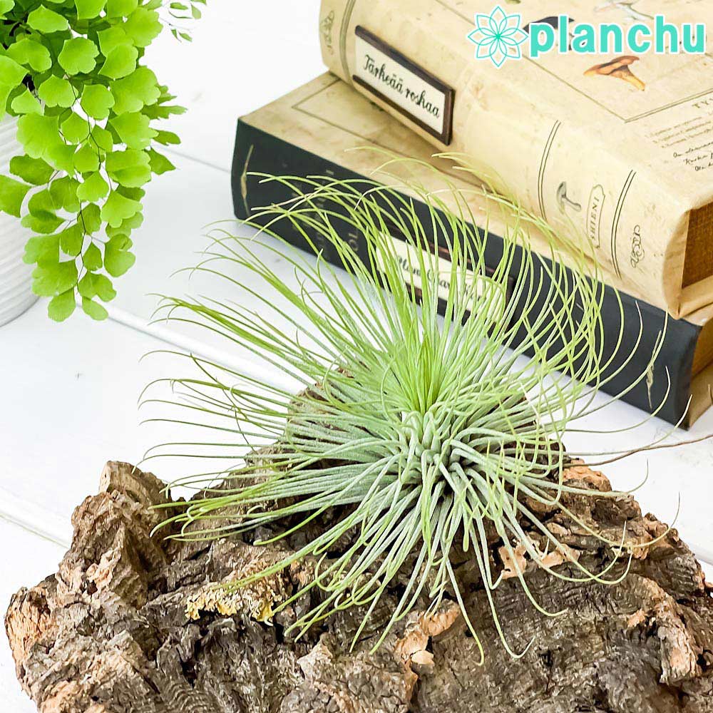 PLANCHU エアプランツ ティランジア アンドレアナ 1株 W11×H7.5cm前後 育て方説明書付き Tillandsia andreana エアープランツ チランジア
