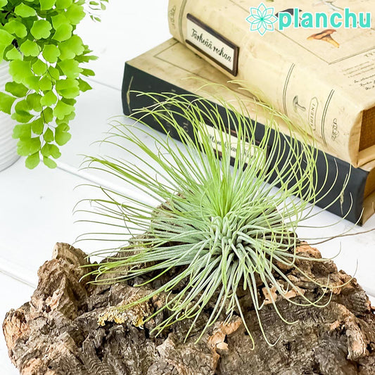 PLANCHU エアプランツ ティランジア アンドレアナ 1株 W11×H7.5cm前後 育て方説明書付き Tillandsia andreana エアープランツ チランジア