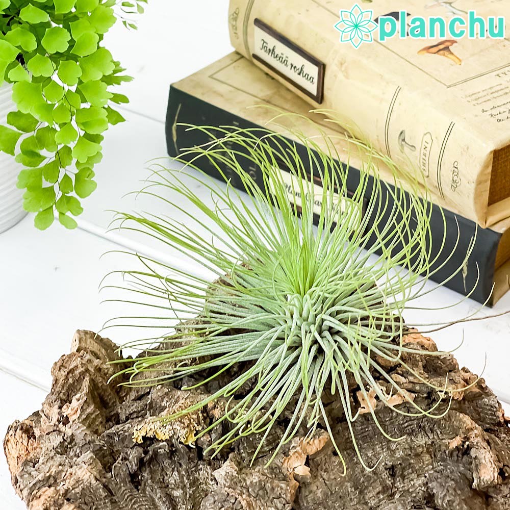 PLANCHU エアプランツ ティランジア アンドレアナ 1株 育て方説明書付き Tillandsia andreana エアープランツ チランジア