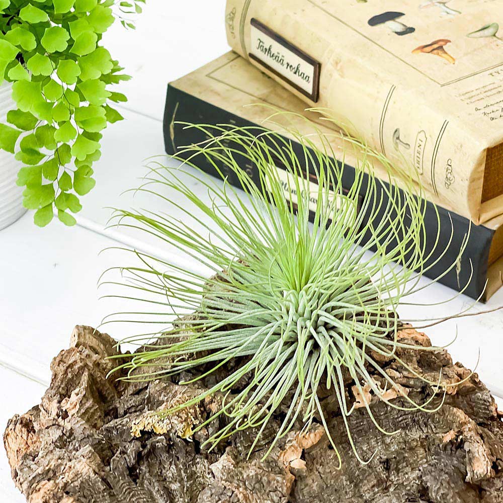 PLANCHU エアプランツ ティランジア アンドレアナ 1株 W11×H7.5cm前後 育て方説明書付き Tillandsia andreana エアープランツ チランジア