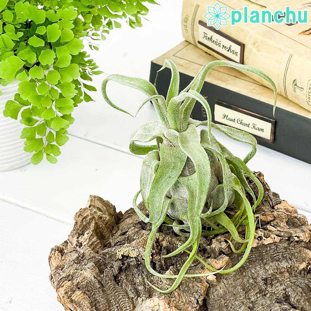 PLANCHU エアプランツ ティランジア ストレプトフィラ 1株 W8×H10cm前後 育て方説明書付き Tillandsia streptophylla エアープランツ チランジア