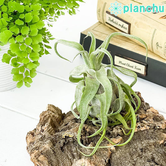 PLANCHU エアプランツ ティランジア ストレプトフィラ 1株 W8×H10cm前後 育て方説明書付き Tillandsia streptophylla エアープランツ チランジア