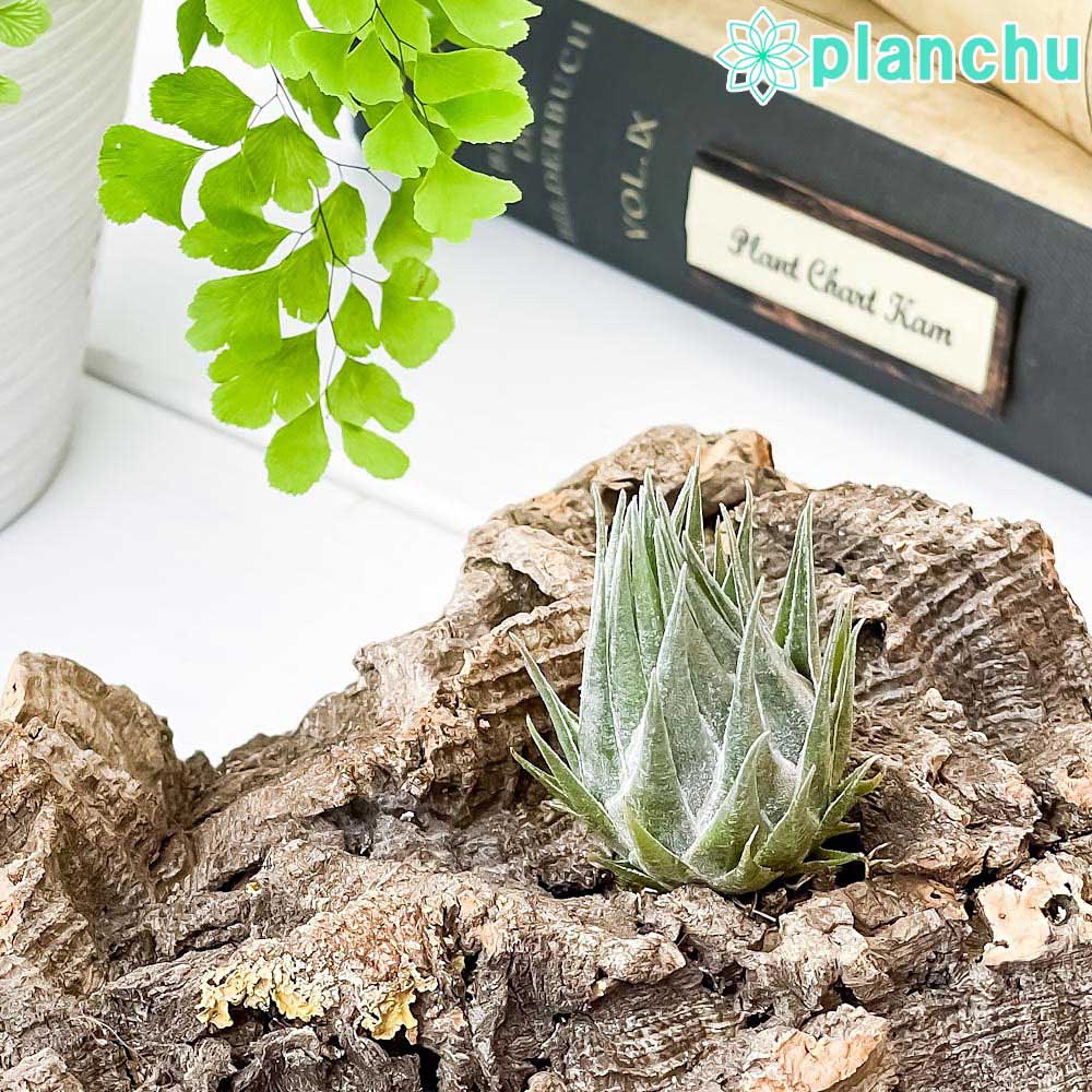 PLANCHU エアプランツ ティランジア カウツキー 1株 W3×H4.5cm前後 育て方説明書付き Tillandsia kautskyi エアープランツ チランジア