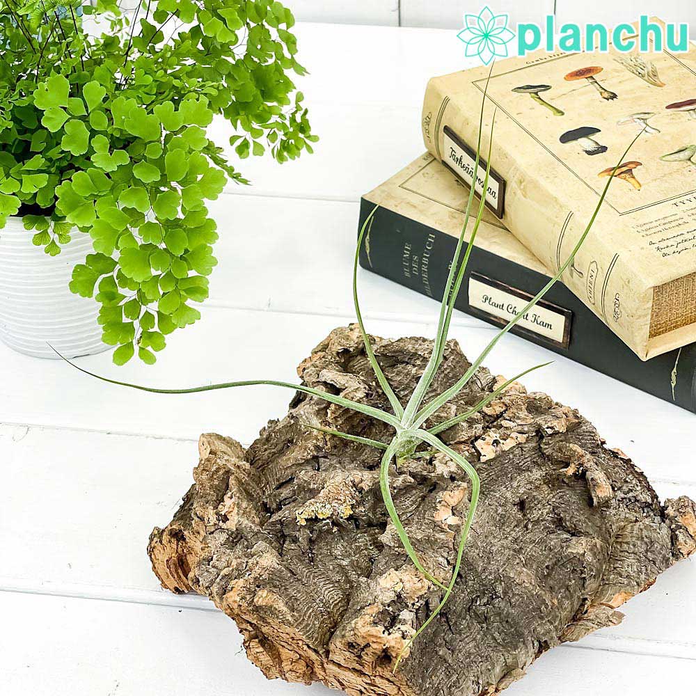 PLANCHU エアプランツ ティランジア シーディアナ Sサイズ 1株 W14×H14cm前後 育て方説明書付き Tillandsia schiedeana スキディアーナ エアープランツ チランジア