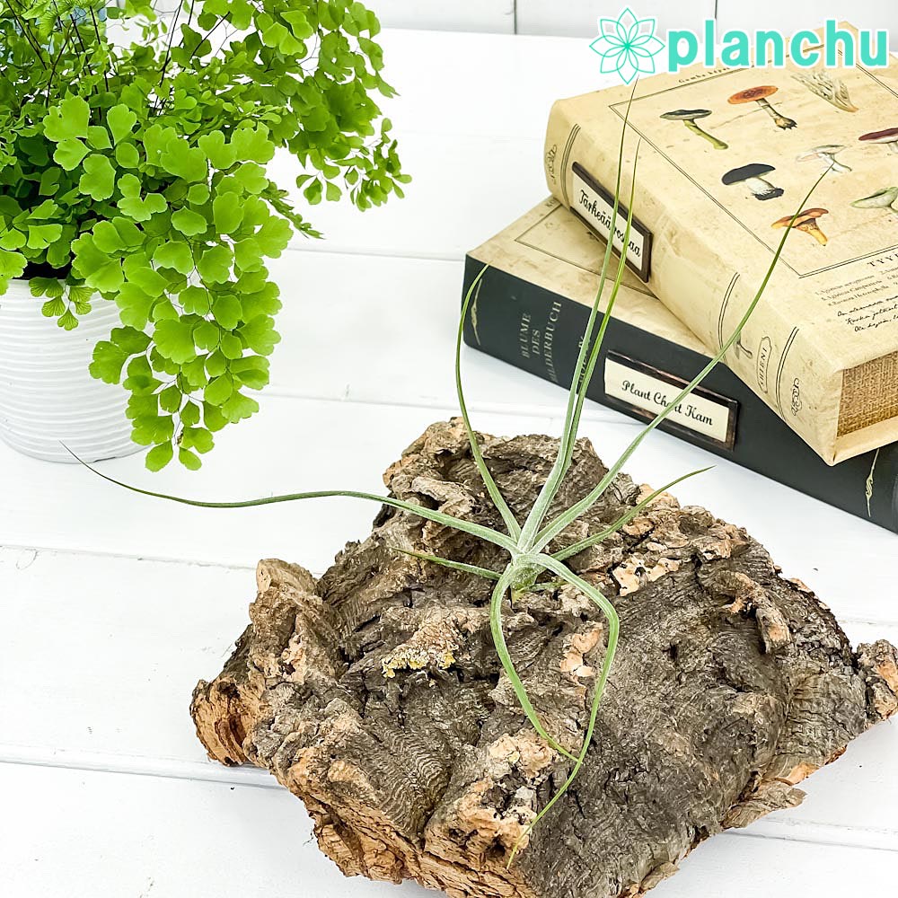 PLANCHU エアプランツ ティランジア シーディアナ Sサイズ 1株 W14×H14cm前後 育て方説明書付き Tillandsia schiedeana スキディアーナ エアープランツ チランジア
