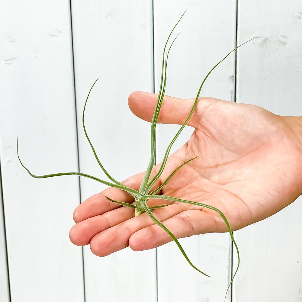PLANCHU エアプランツ ティランジア シーディアナ Sサイズ 1株 W14×H14cm前後 育て方説明書付き Tillandsia schiedeana スキディアーナ エアープランツ チランジア