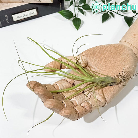 PLANCHU メール便発送 エアプランツ ティランジア バルビシアーナ Sサイズ 1株 W10×H15cm前後 育て方説明書付き Tillandsia balbisiana エアープランツ チランジア