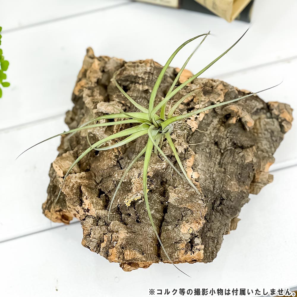 PLANCHU メール便発送 エアプランツ ティランジア バルビシアーナ Sサイズ 1株 育て方説明書付き Tillandsia balbisiana エアープランツ チランジア