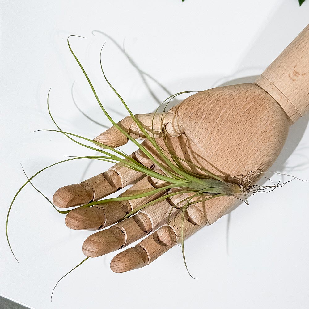PLANCHU メール便発送 エアプランツ ティランジア バルビシアーナ Sサイズ 1株 W10×H15cm前後 育て方説明書付き Tillandsia balbisiana エアープランツ チランジア