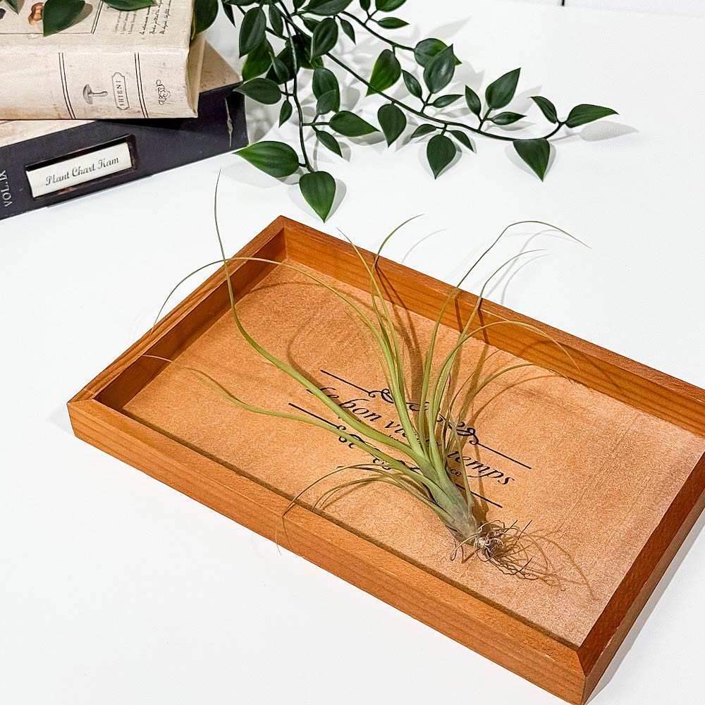 PLANCHU メール便発送 エアプランツ ティランジア バルビシアーナ Sサイズ 1株 W10×H15cm前後 育て方説明書付き Tillandsia balbisiana エアープランツ チランジア