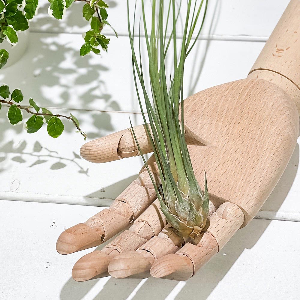 PLANCHU エアプランツ ティランジア ディスティカ 1株 W5×H35cm前後 育て方説明書付き Tillandsia disticha エアープランツ チランジア