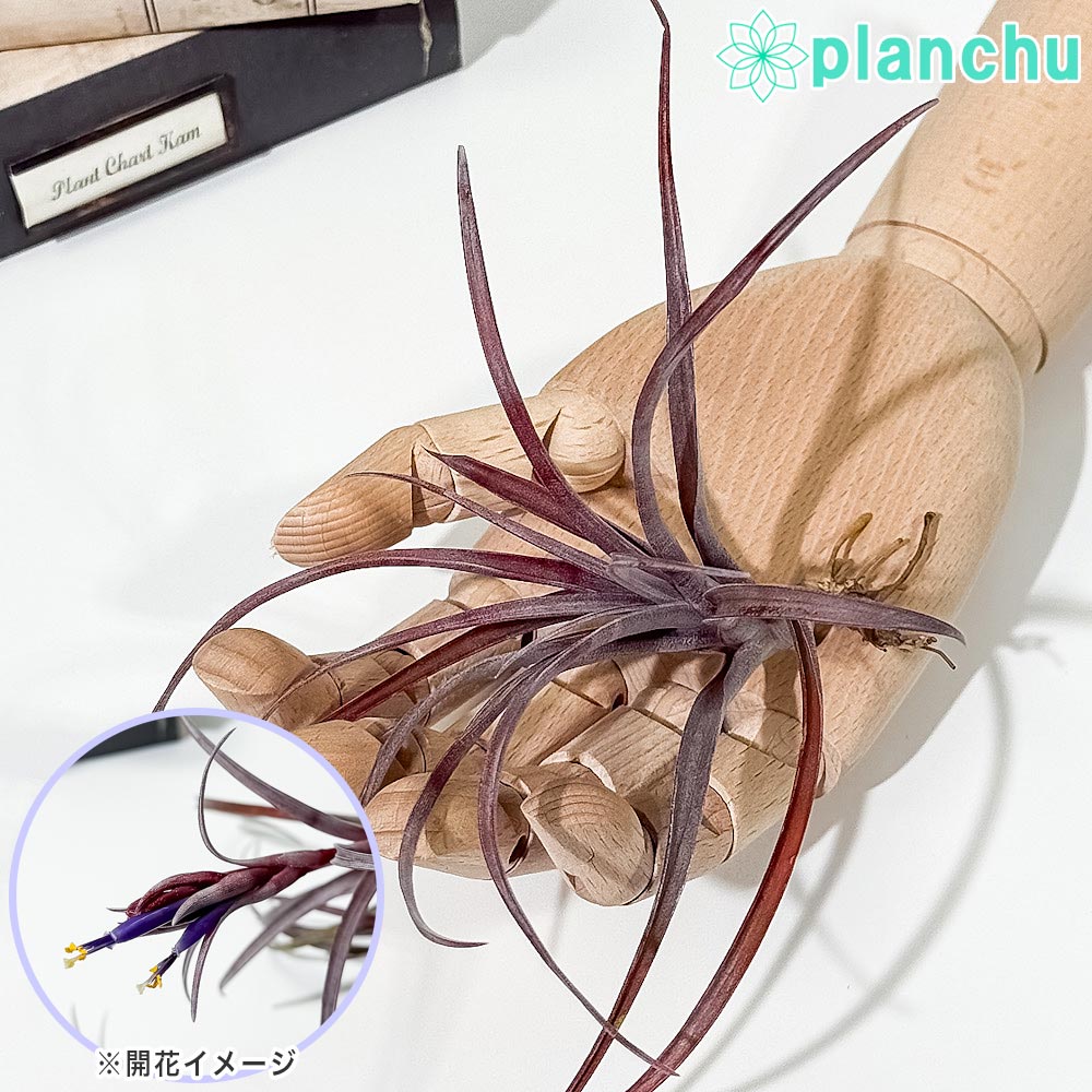 PLANCHU エアプランツ ティランジア カピタータ ドミンゲンシス Mサイズ 1株 W13×H13cm前後 育て方説明書付き Tillandsia capitata var. domingensis エアープランツ チランジア