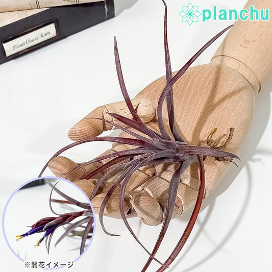 PLANCHU エアプランツ ティランジア カピタータ ドミンゲンシス Mサイズ 1株 W13×H13cm前後 育て方説明書付き Tillandsia capitata var. domingensis エアープランツ チランジア