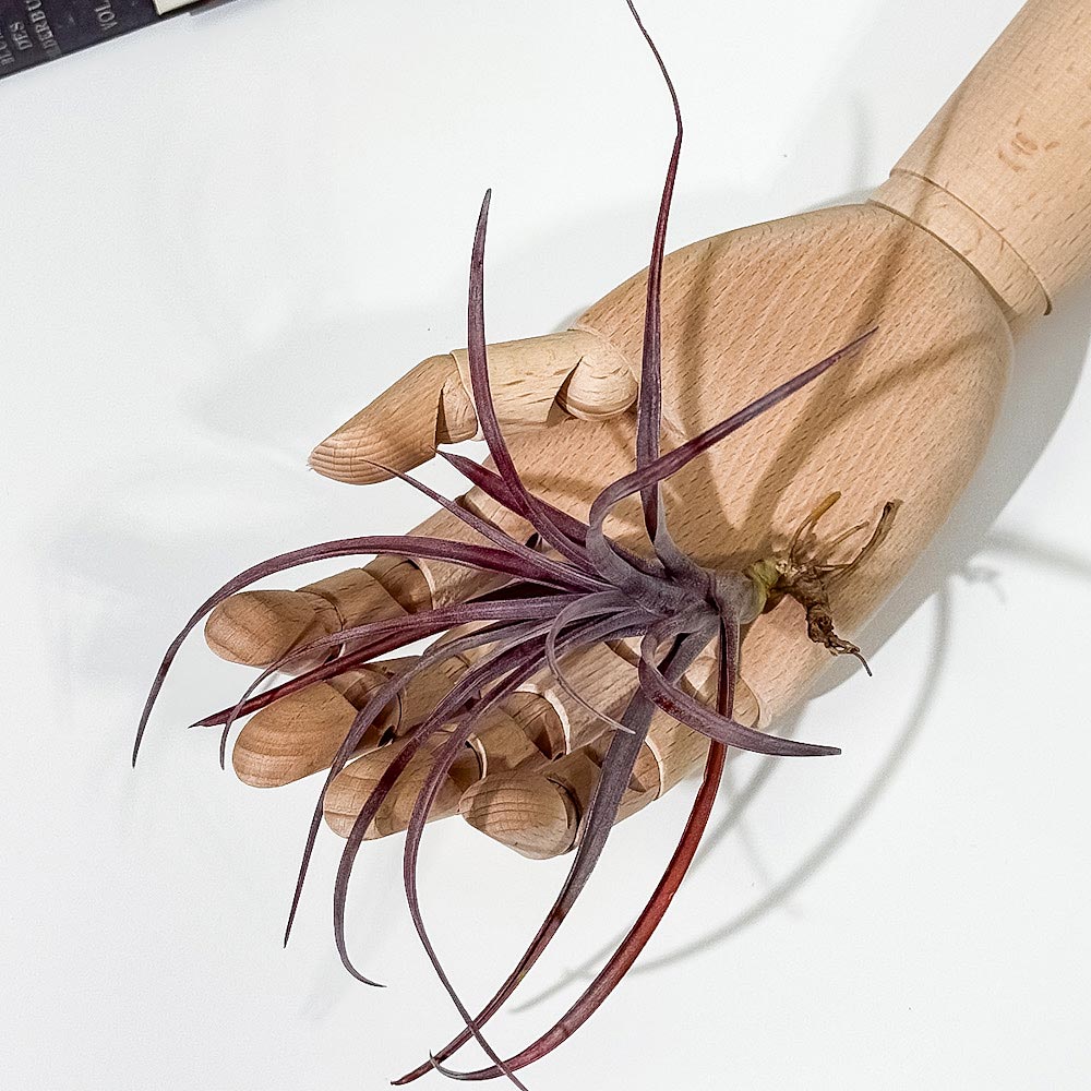 PLANCHU エアプランツ ティランジア カピタータ ドミンゲンシス Mサイズ 1株 W13×H13cm前後 育て方説明書付き Tillandsia capitata var. domingensis エアープランツ チランジア